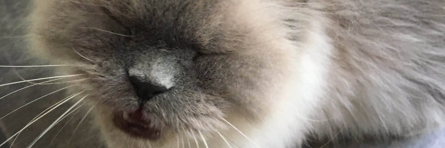 Stonkydog's profile banner image