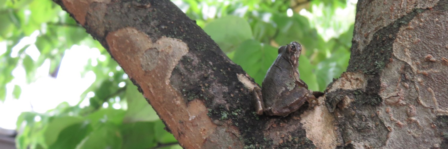 Michael Thomas Cucek banner