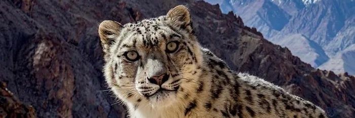 Leo banner