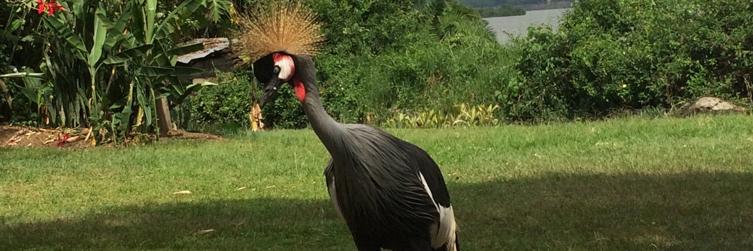 PollardPollar's profile banner image