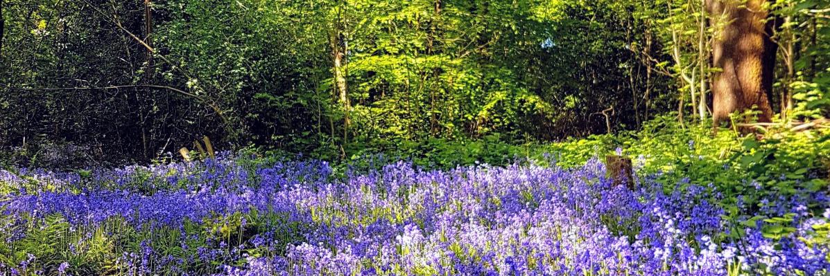 Bham Trees for Life banner