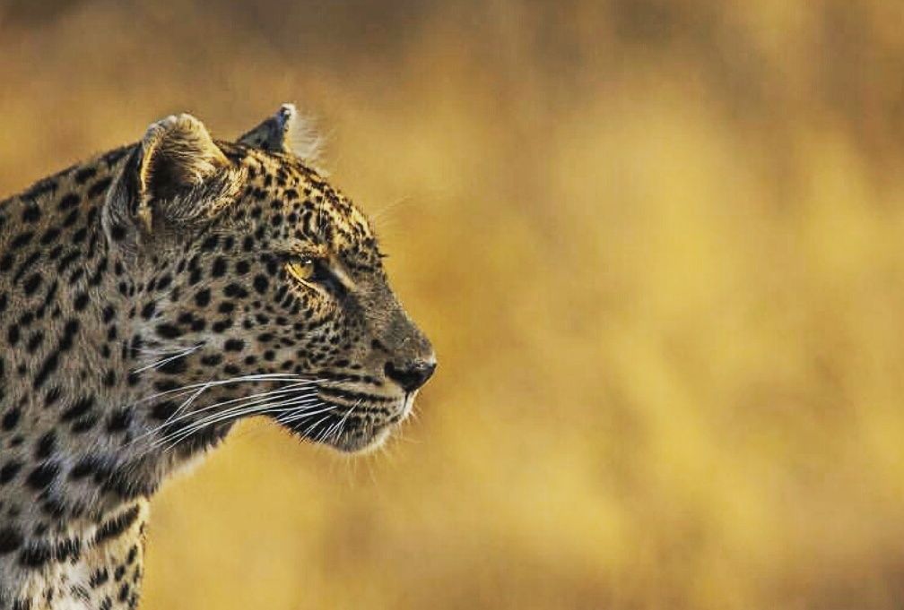Miss_Pumba05's profile banner image