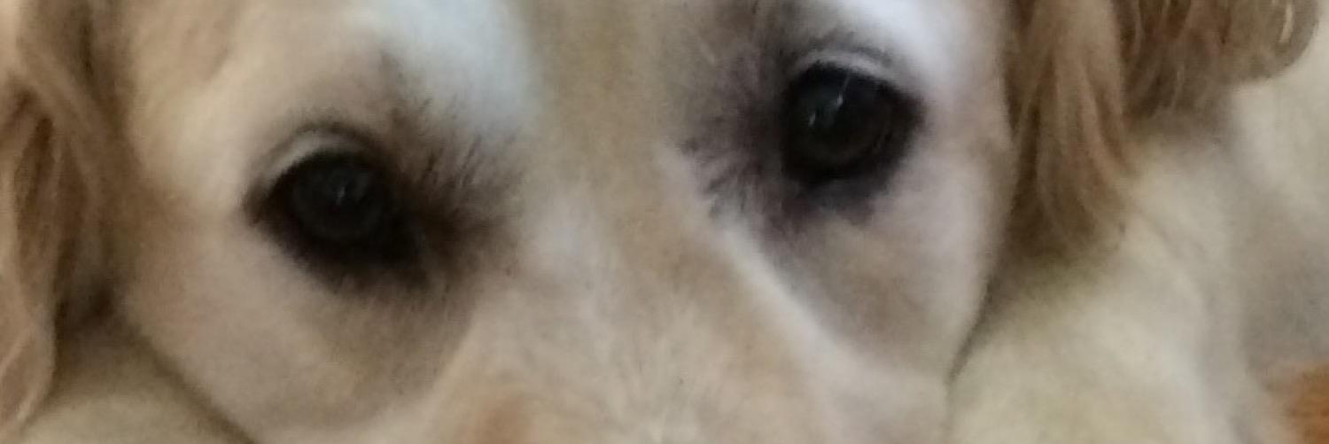 JaniceJfkk's profile banner image