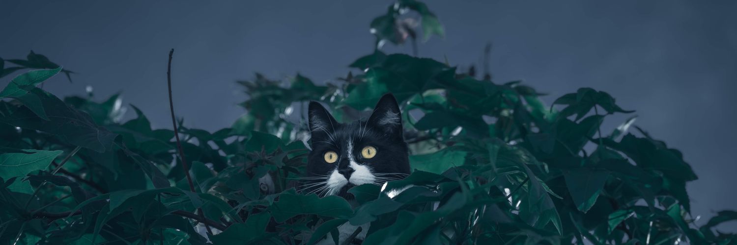 Federico Gallina banner