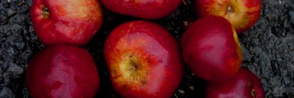 welsh_cider Profile Banner