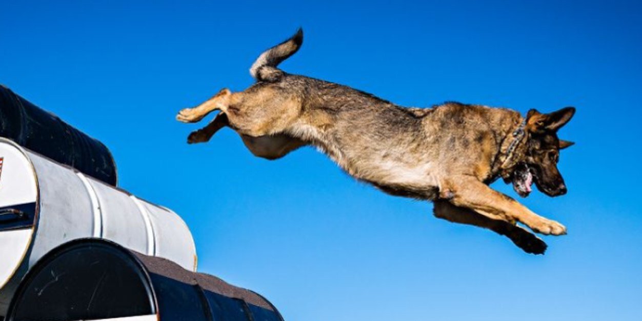 Throw Away Dogs ™ ©️ banner