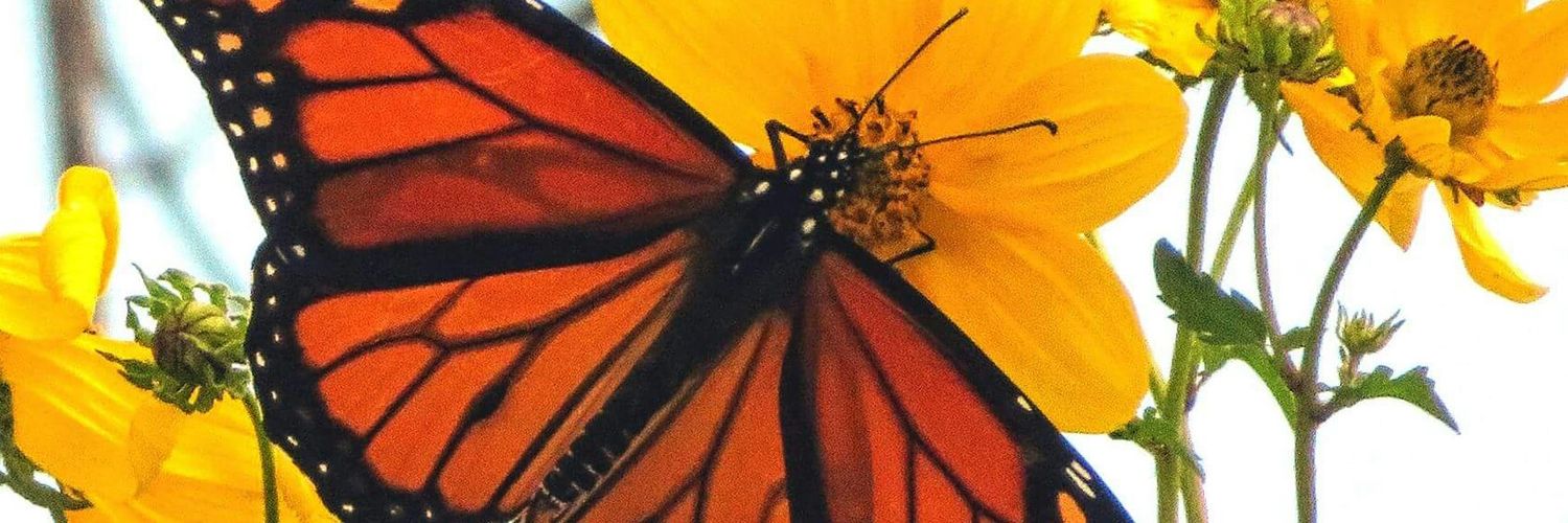 ChrissyPruitt's profile banner image