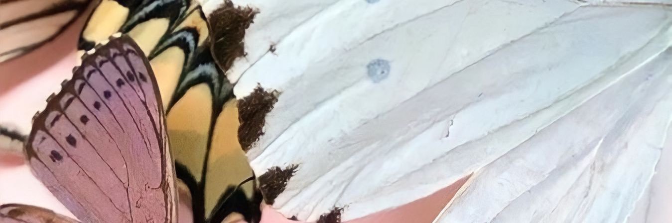 deboradengos's profile banner image