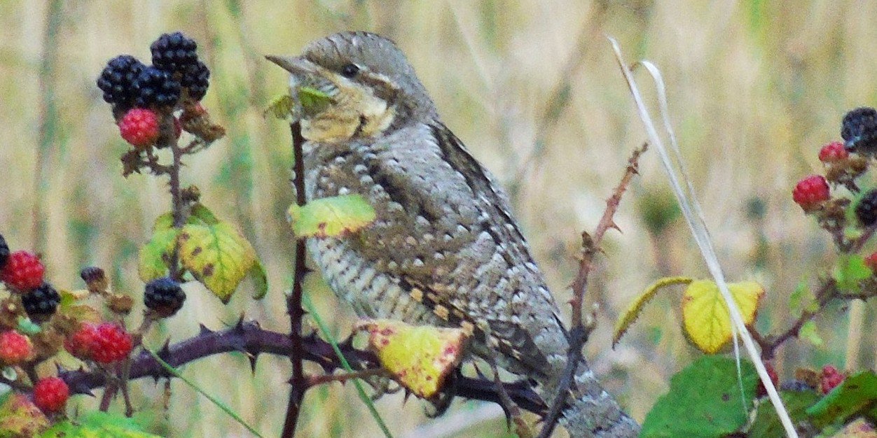 Mark Clements banner