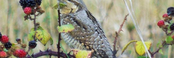 MarkClements27 Profile Banner