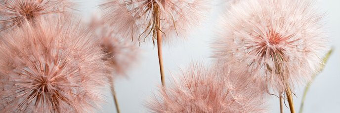PJBRMIDIA's profile banner image