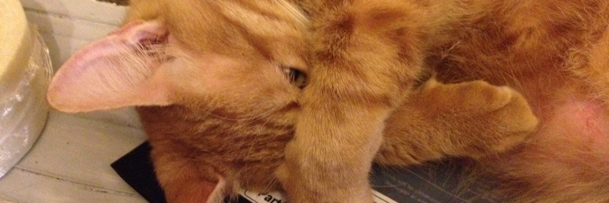 Kahlua333's profile banner image