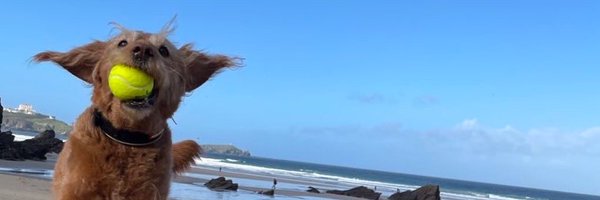 cilla_dog Profile Banner