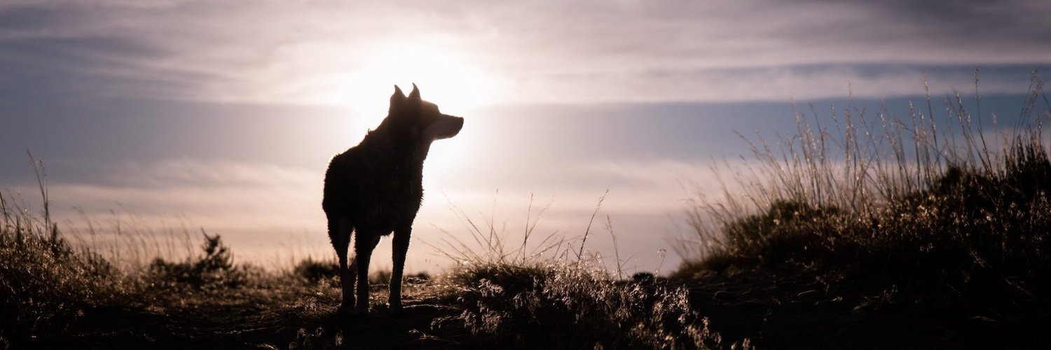 jemvack's profile banner image
