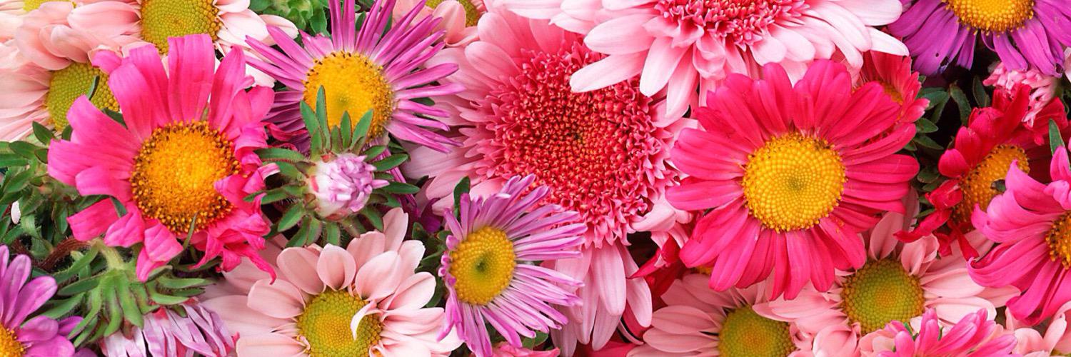 kathy balamaci banner