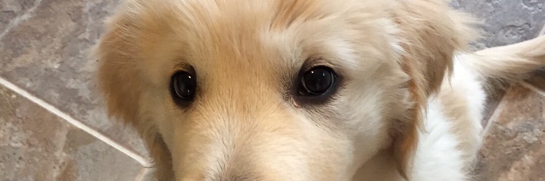 MeredithShort11's profile banner image