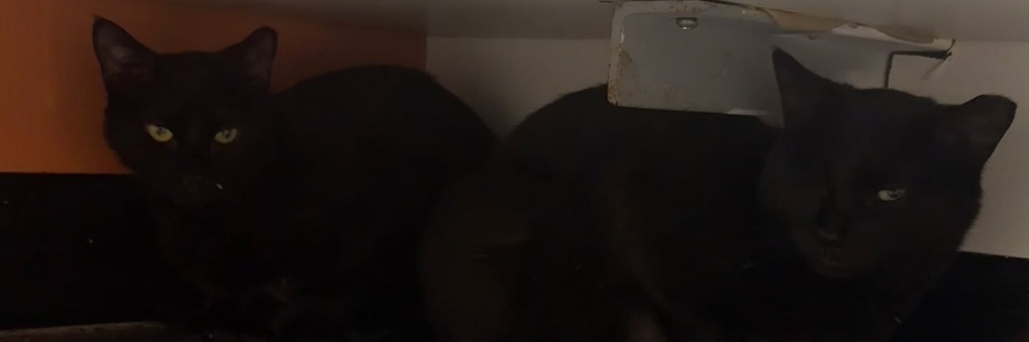 coleworldaisha's profile banner image