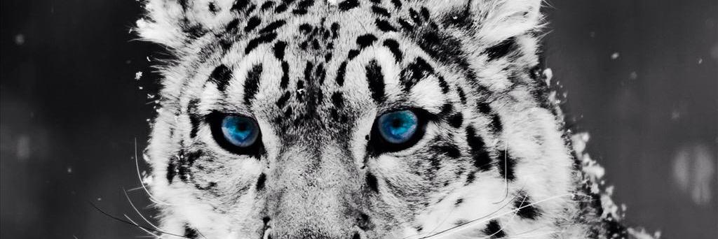 zaisjelo's profile banner image