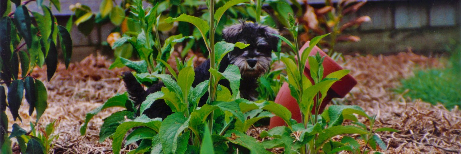 Hugo_Schnauzer's profile banner image