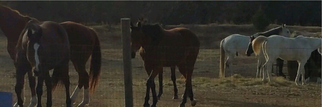 Ramona Rogers banner