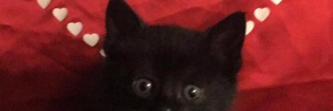 doziertw's profile banner image