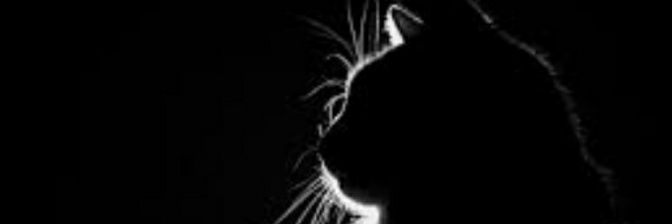 milena pavlovic banner