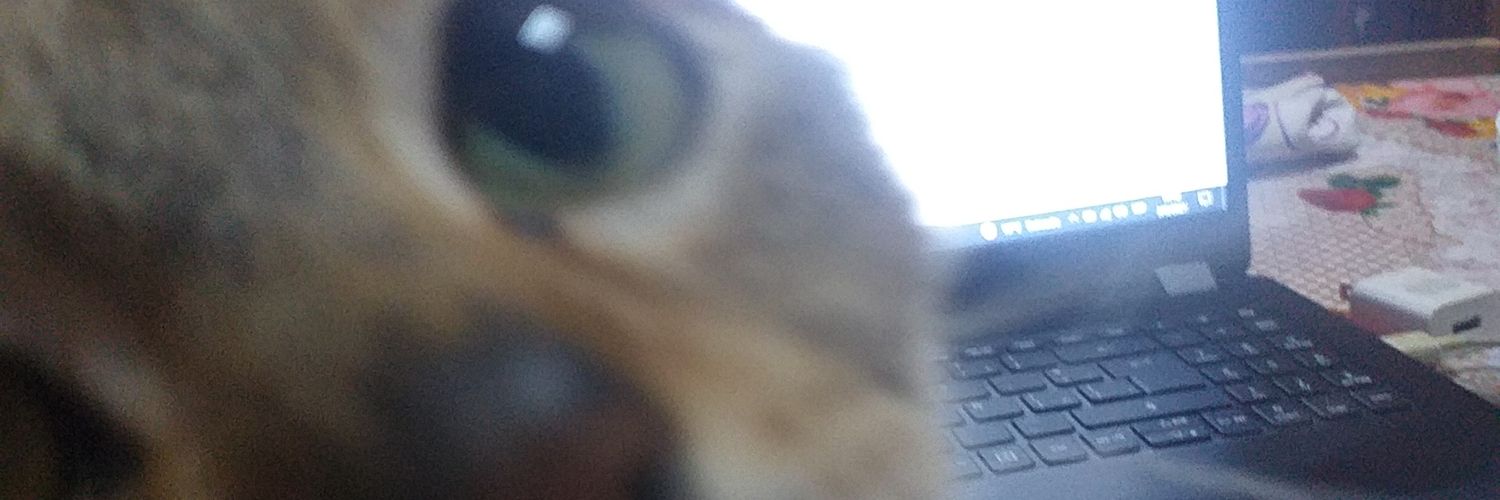 Liz_gonzafa's profile banner image