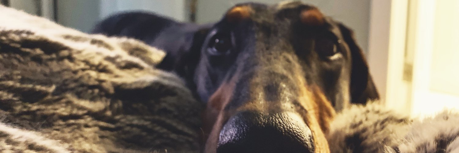Cuddleston's profile banner image