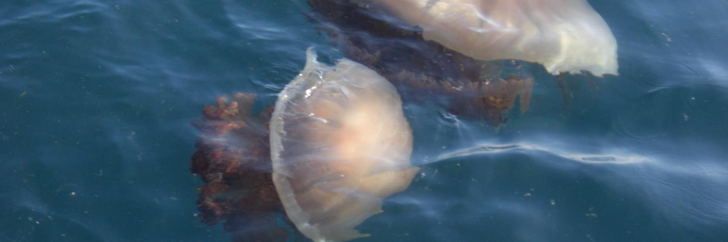 Jellyfishfukuda's profile banner image