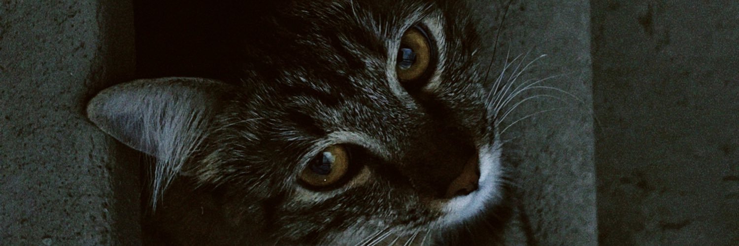 mxndita's profile banner image