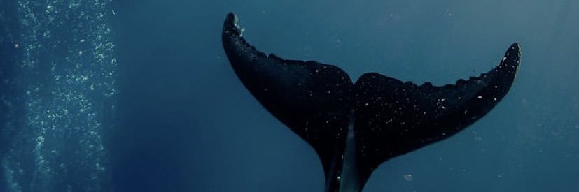 sereialore's profile banner image