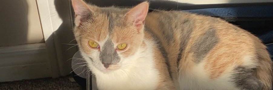 haycakes's profile banner image