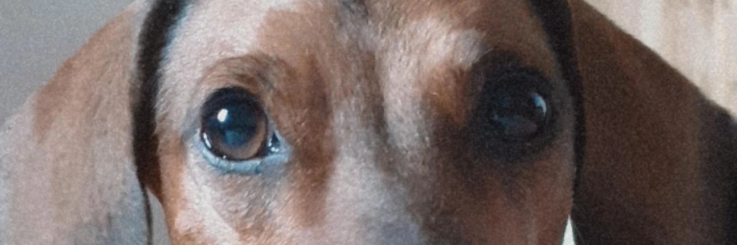 FaLutzFerrari's profile banner image
