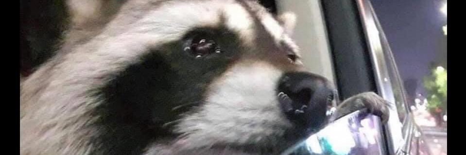 jungle_primary's profile banner image