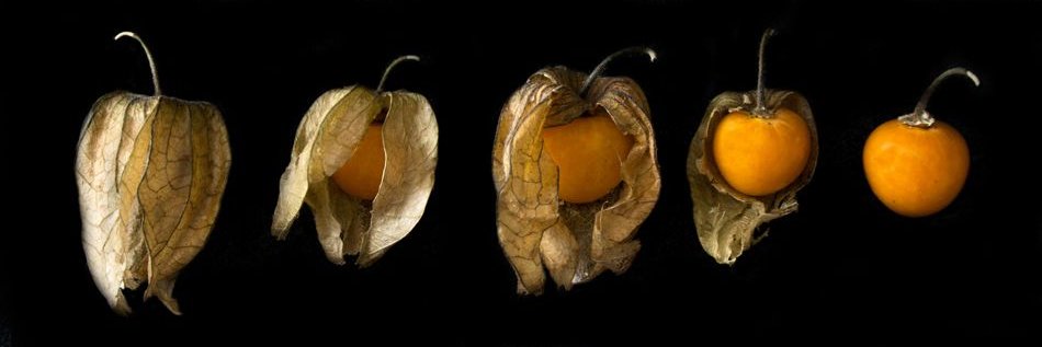 Pichuberry banner