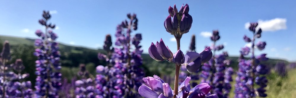 nattydickenson's profile banner image