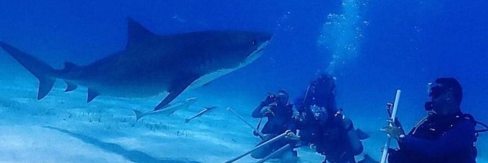 Paulo Henrique banner