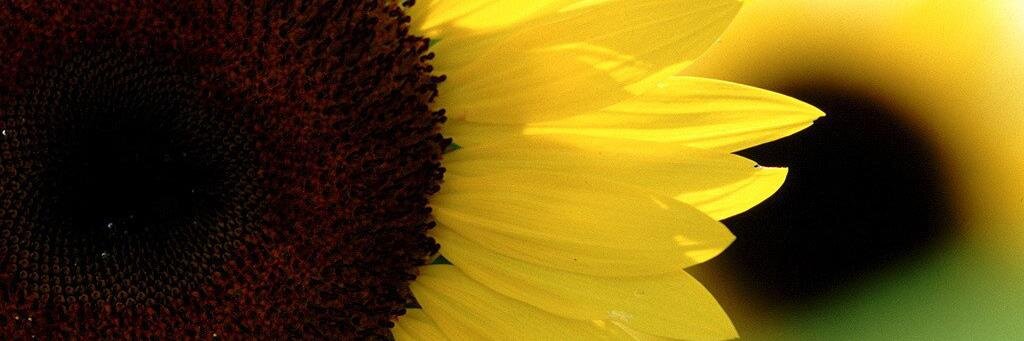 danamarietom's profile banner image