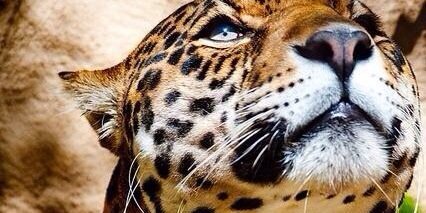 Raeanne White banner