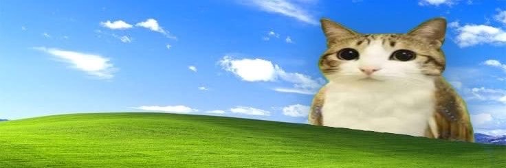 alicecql's profile banner image