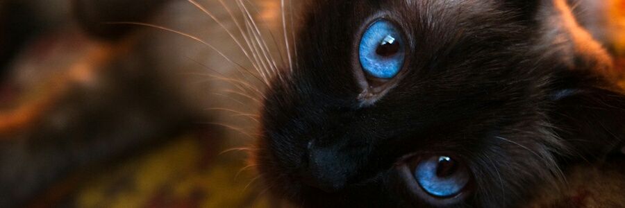 BrightPelt's profile banner image