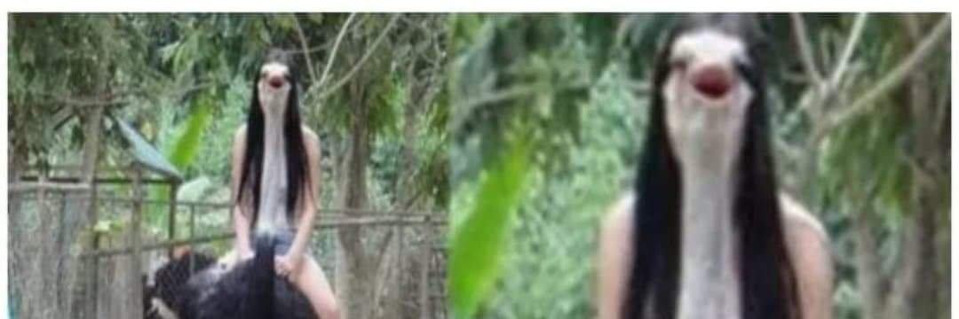 broccolimaster2's profile banner image
