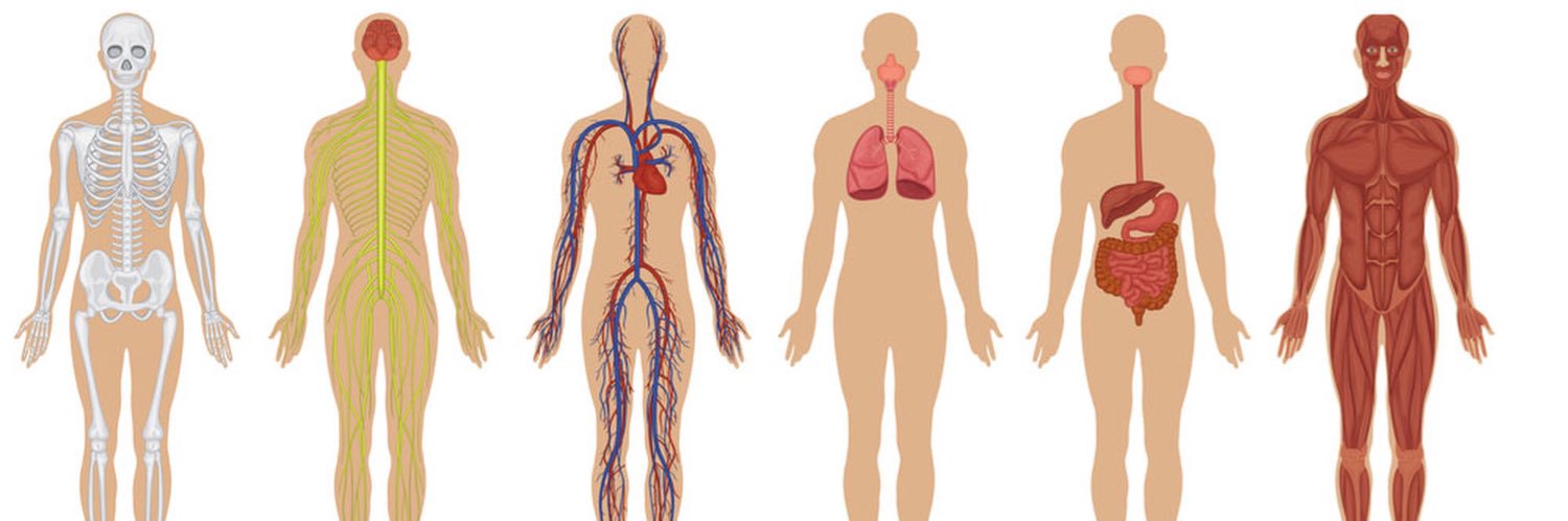 BioStulz banner