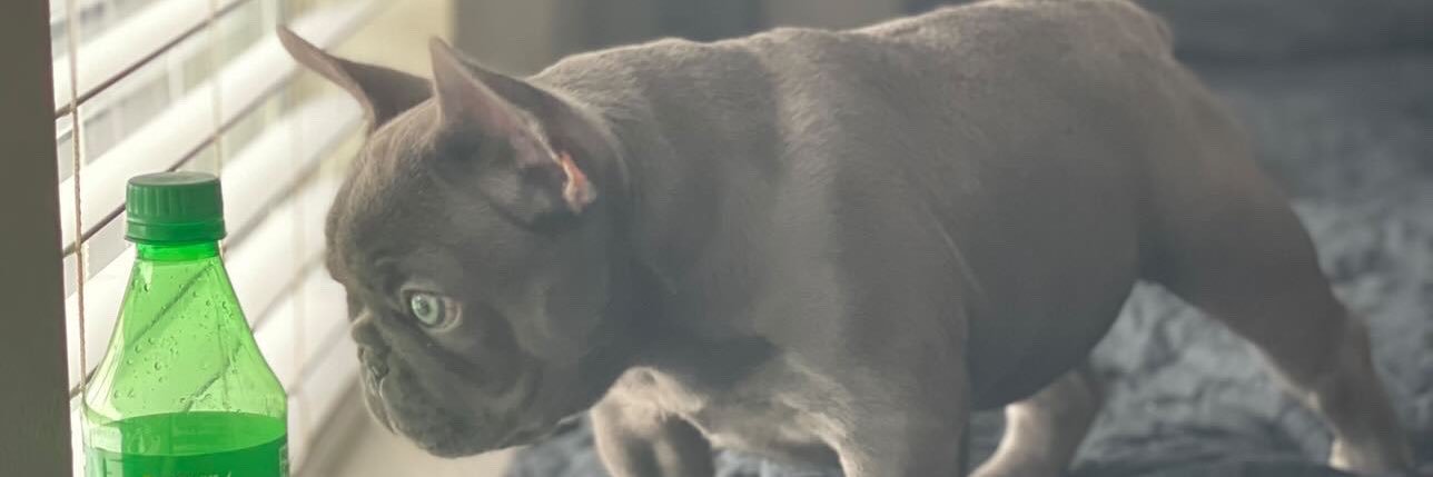 TheBulldogPlug's profile banner image