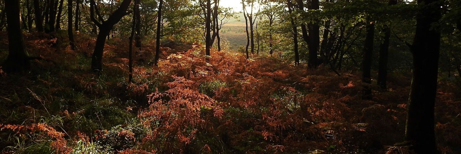 naturebotherer's profile banner image