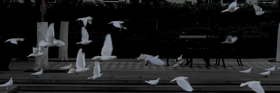 SiL. 🥀 wp: dhsilvi banner