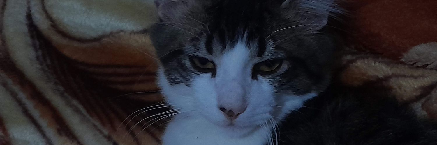 dasilasil's profile banner image