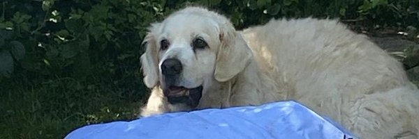 alunrhyschivers Profile Banner