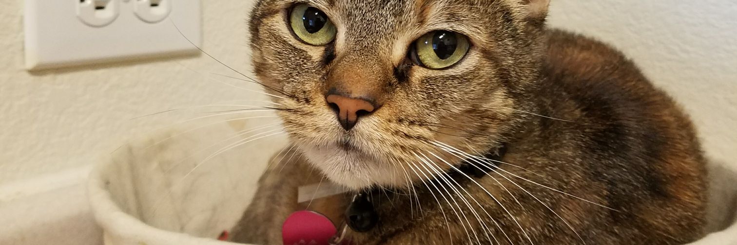 Karen Michelle Parker banner