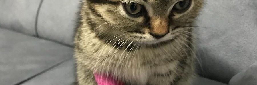 zzindirela's profile banner image
